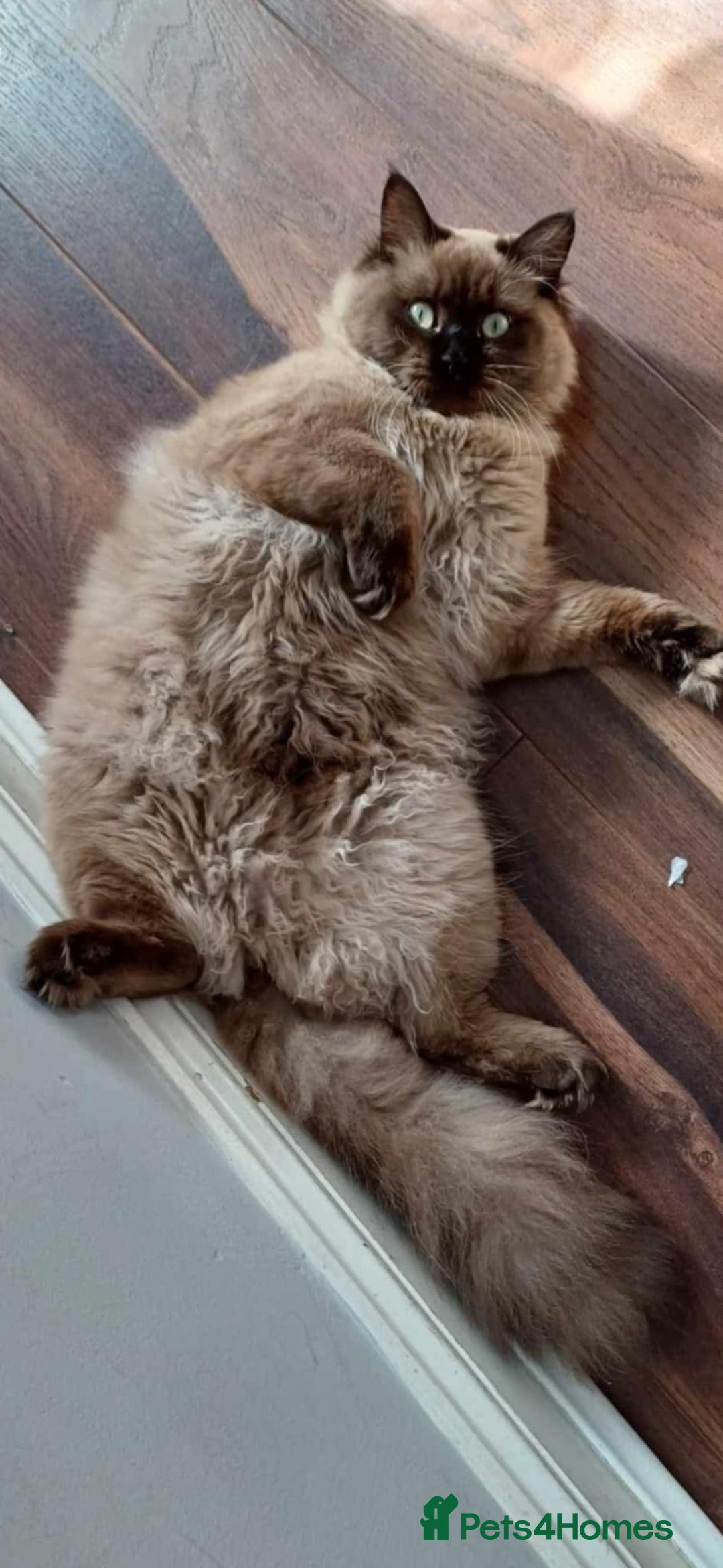 Ragdoll cats for sale: Meet Boo - Image 1