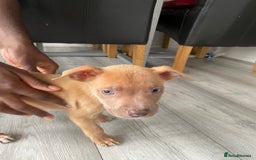 American Bulldog dogs for sale: Cute American baby bully - Image 2