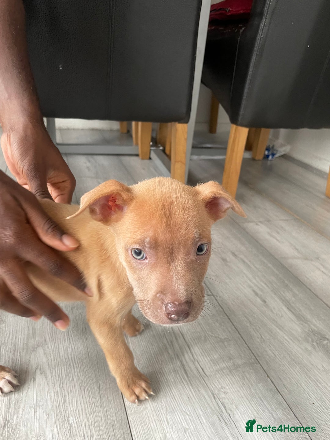American Bulldog dogs for sale: Cute American baby bully - Image 2