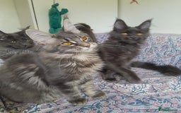 Maine Coon cats for sale: solid blue+ maine coon 1boy 3girls TICA - Advert 3