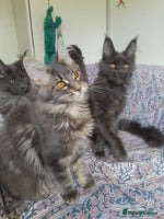 Maine Coon cats solid blue+ maine coon 1boy 3girls TICA - Advert 2