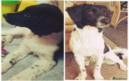 Mixed Breed dogs for adoption: COAPY, a Lovely Boy - for a Loving Home - Image 2