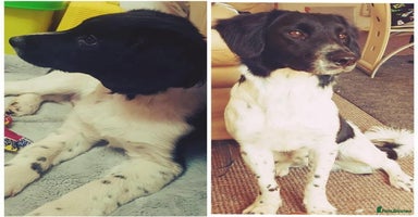 Mixed Breed dogs - Advert 8