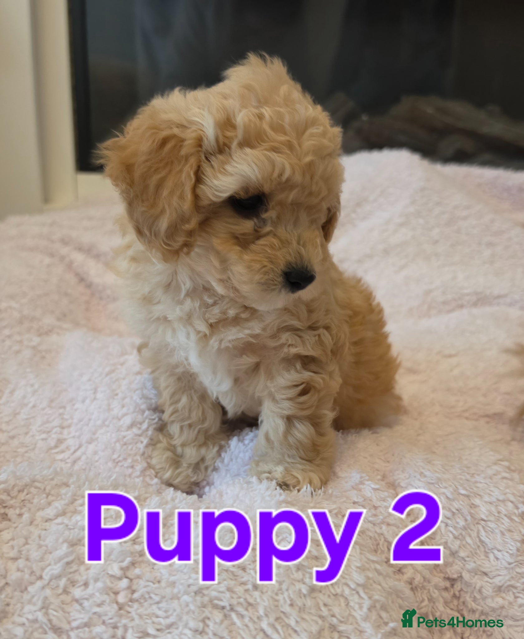 Maltipoo dogs 🐶1 beautiful maltipoo girl left🐶 ready Thursday - Advert 6