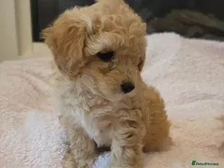 Maltipoo dogs 🐶1 beautiful maltipoo girl left🐶 ready Thursday - Advert 6