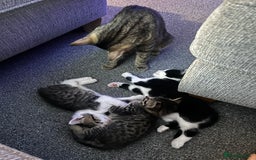Mixed Breed cats for sale: 2 beautiful tabby girls and 1 Black & white Boy - Image 16