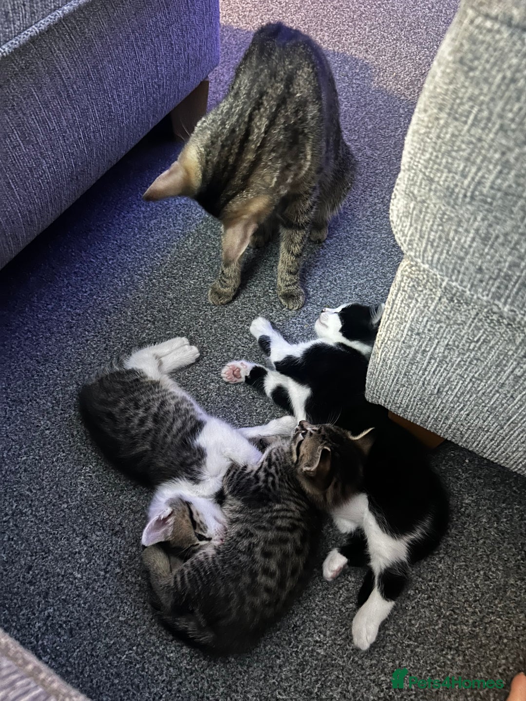 Mixed Breed cats for sale: 2 beautiful tabby girls and 1 Black & white Boy - Image 16