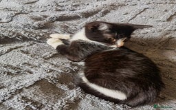 Mixed Breed cats for sale: playful lovely kittens grey torti black girls boys - Image 10