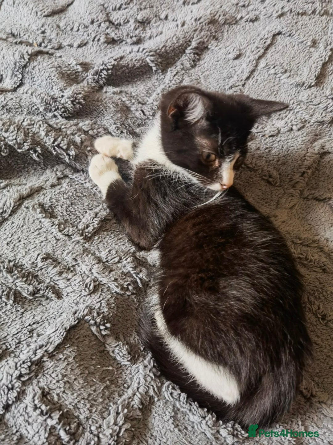 Mixed Breed cats for sale: playful lovely kittens grey torti black girls boys - Image 10