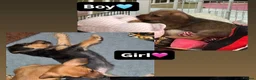 Mixed Breed dogs for sale: Dorkie (dachshund x Yorkie) pups beautiful pups🐾 - Advert 4