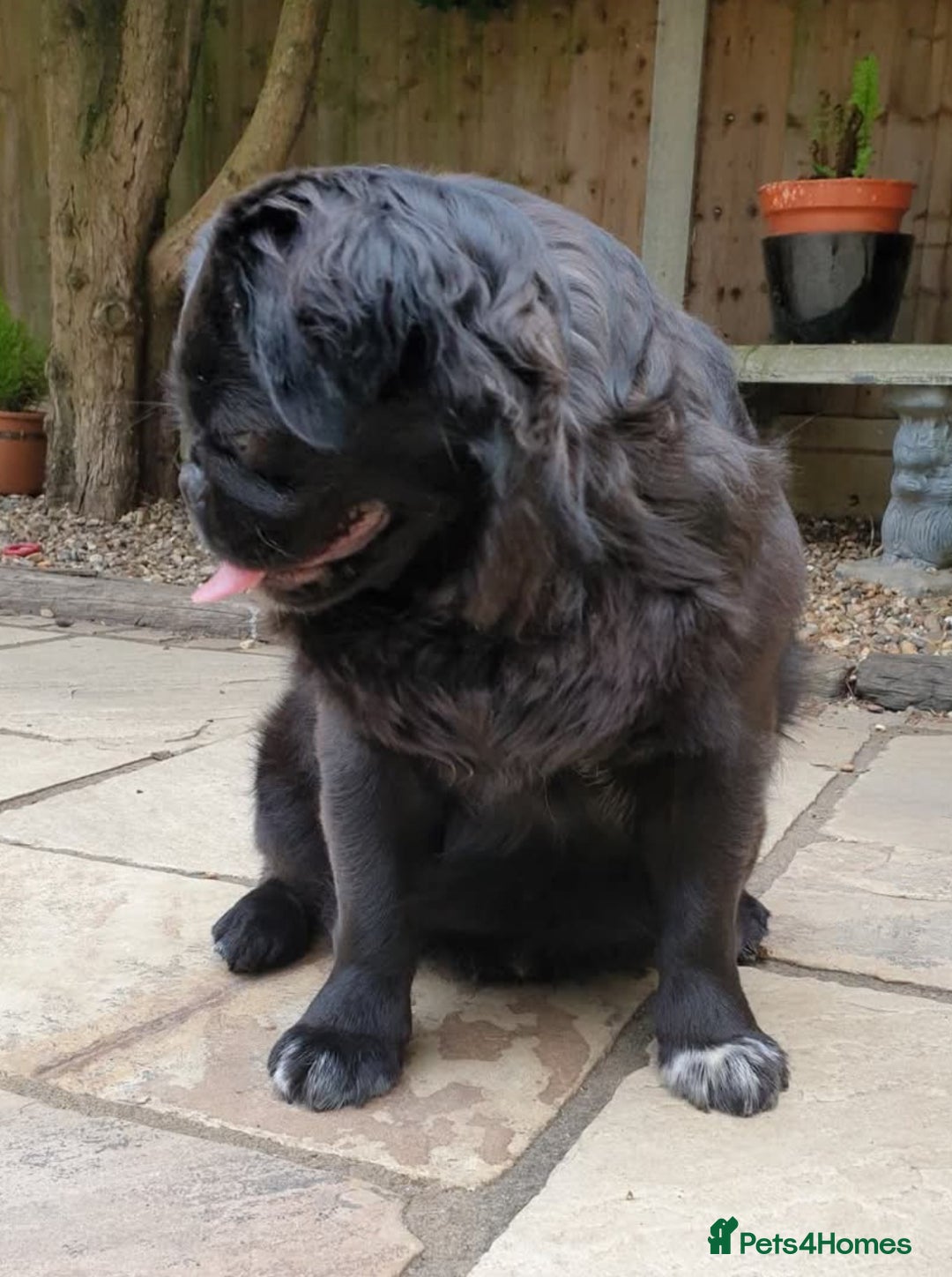 Pug dogs for stud: FLUFFY PUG STUD Blue Choc Black Tan carrier Husky - Advert 5