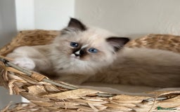 Ragdoll cats for sale: Ragdolls - Image 4