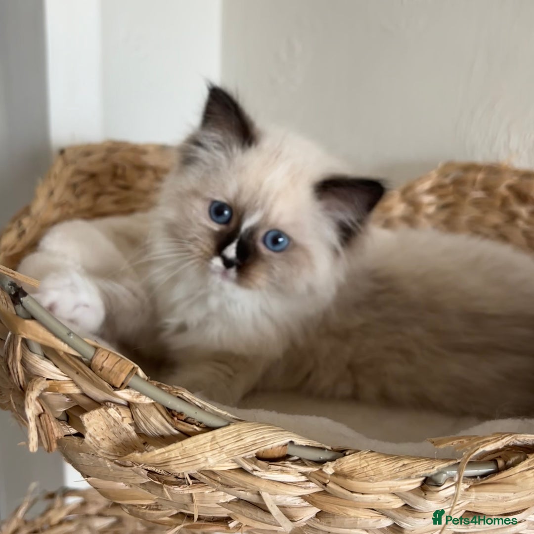 Ragdoll cats for sale: Ragdolls - Image 4