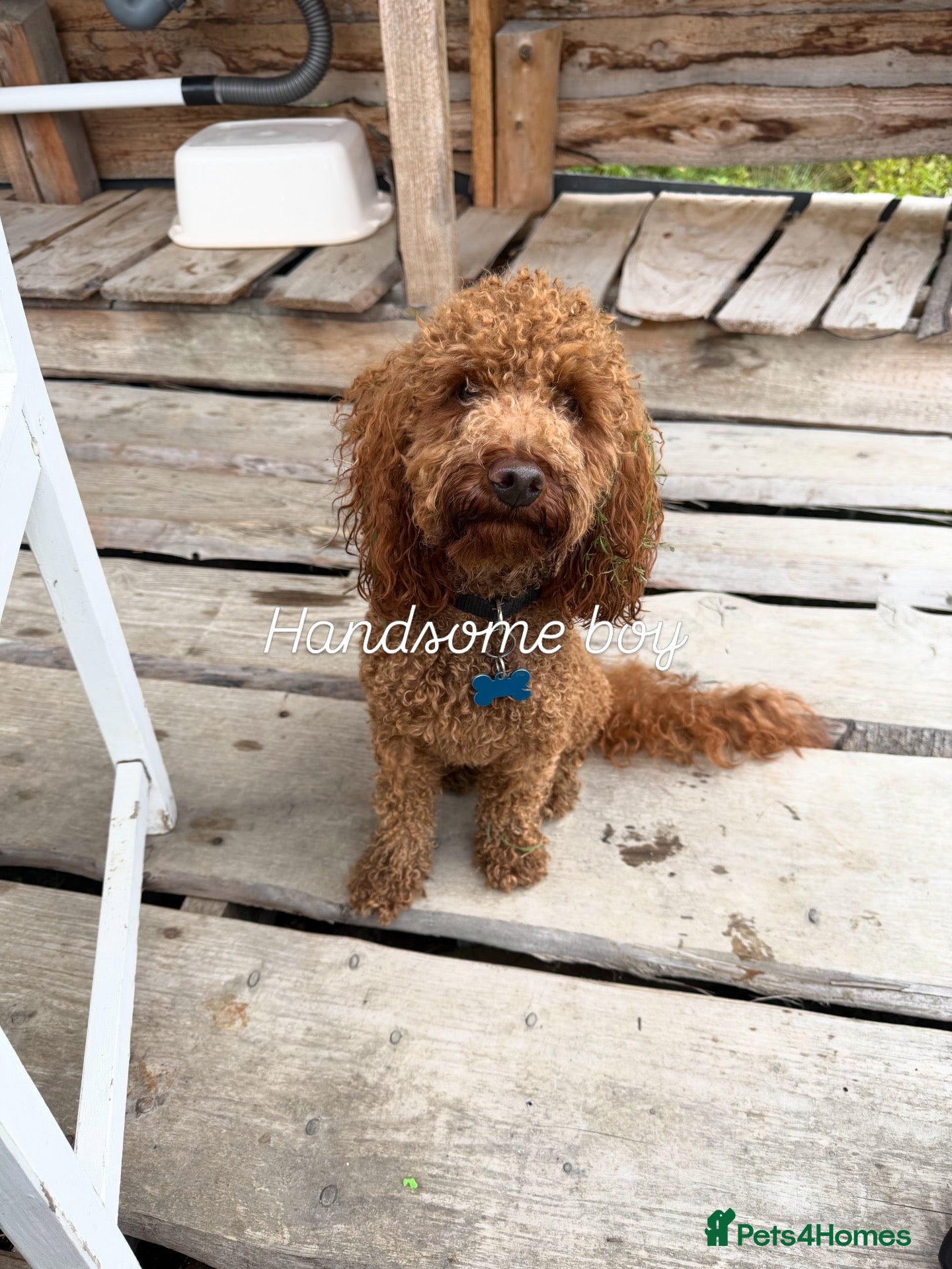 Toy Poodle dogs Stunning Red KC Toy Poodle Carlos for stud  - Advert 6