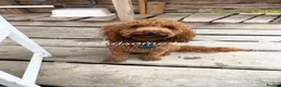 Toy Poodle dogs for stud: Stunning Red KC Toy Poodle Carlos for stud  - Advert 10