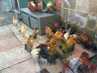 Chickens poultry Mixed Mini Bantam Chicken - Advert 10