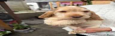 Cocker Spaniel 4