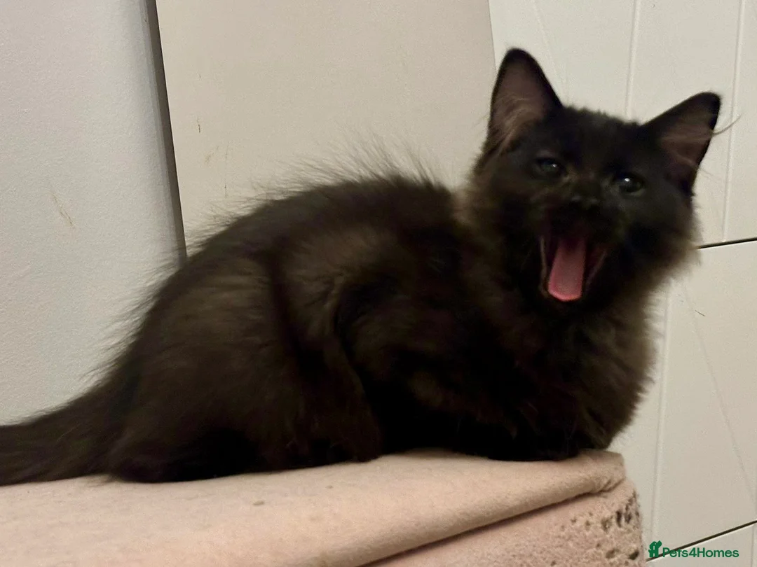 Ragdoll cats for sale: Beautiful ragdoll X boy  - Advert 8