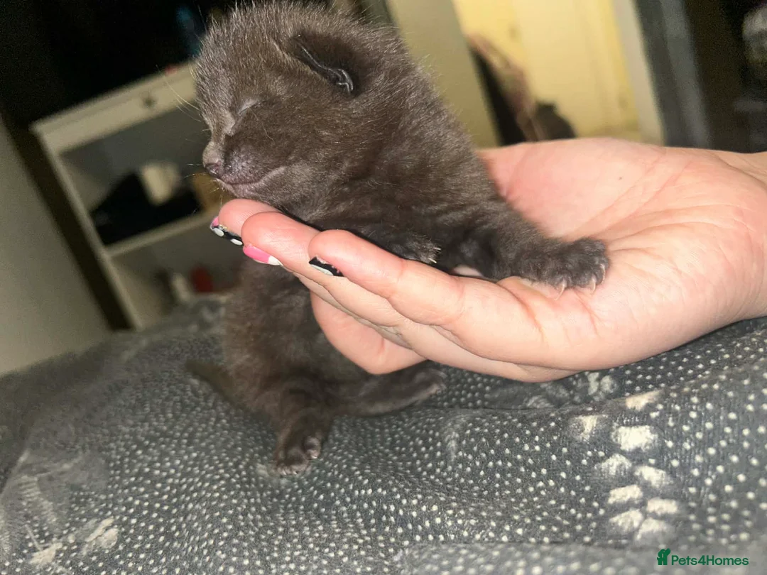 Mixed Breed cats for sale: Kittens  - Advert 15