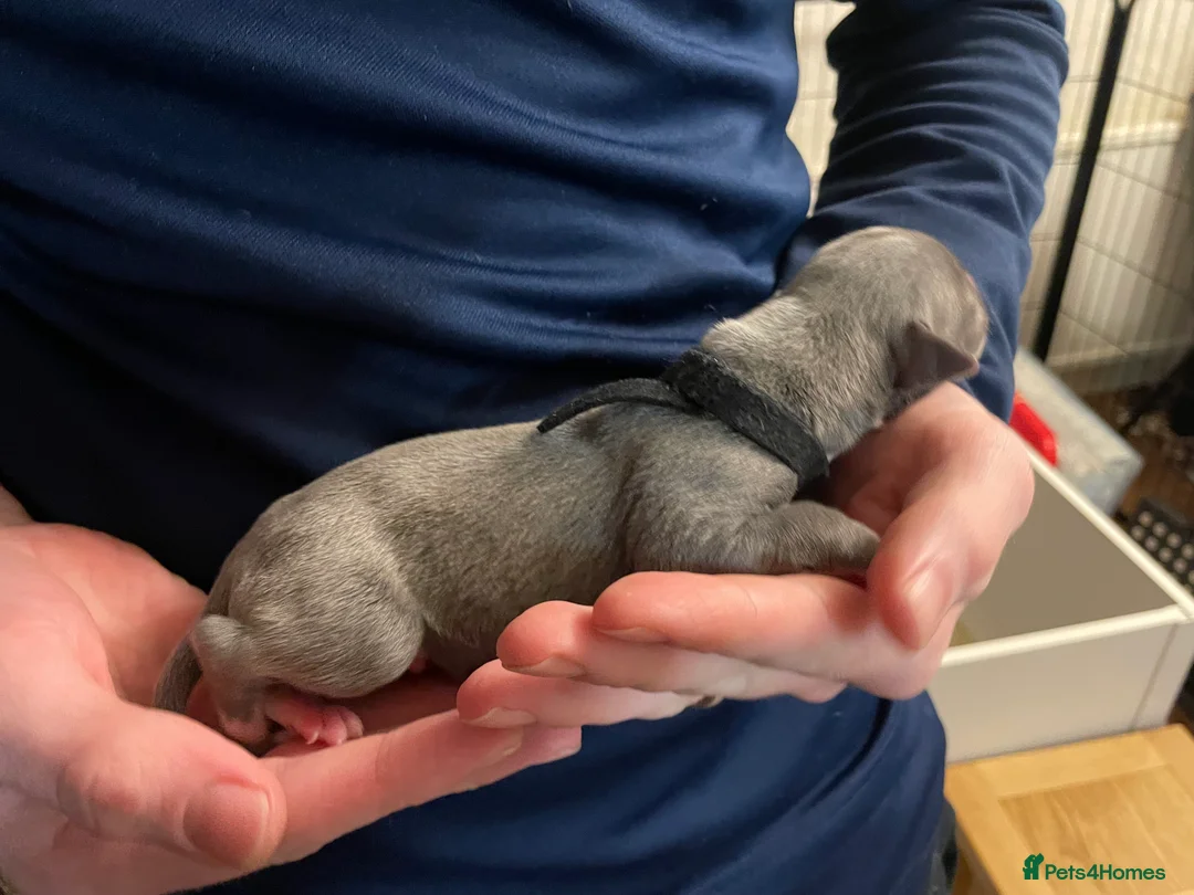 Whippet dogs for sale: KC whippet puppies for sale - Advert 12