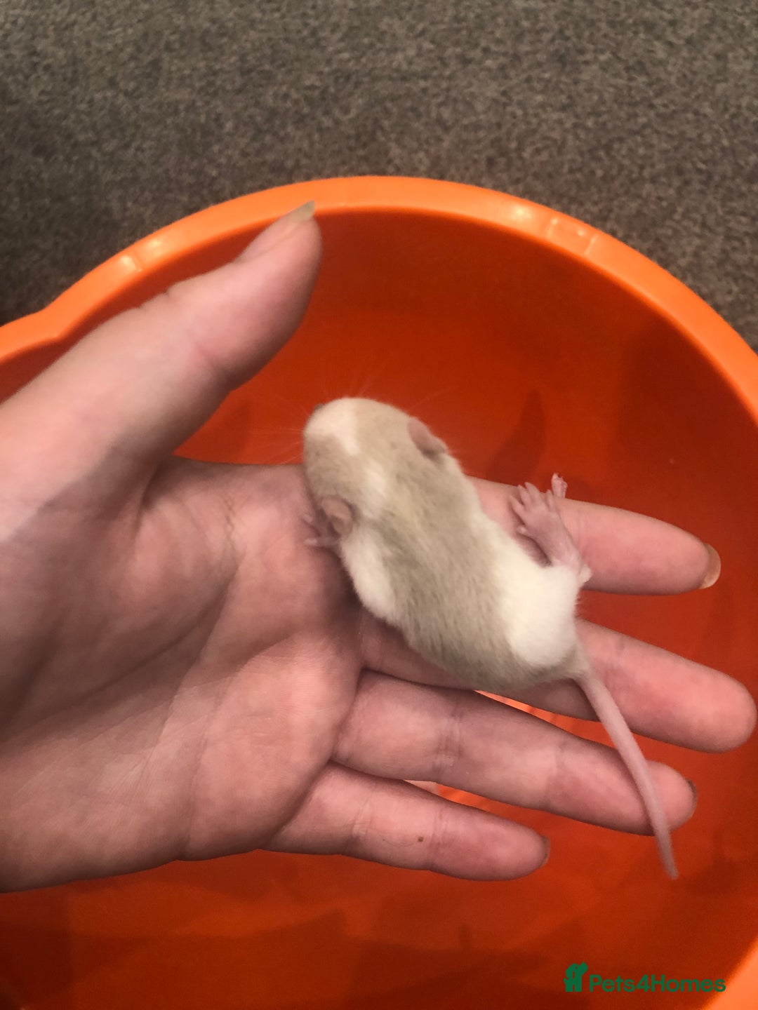 Rat rodents for sale: Rats for sale dumbo ear mother - Image 4