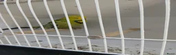 Budgerigars birds for sale: Budgerigars - Advert 9