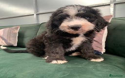 Bernedoodle dogs for sale: Standard Bernedoodle Girls Available  - Image 17