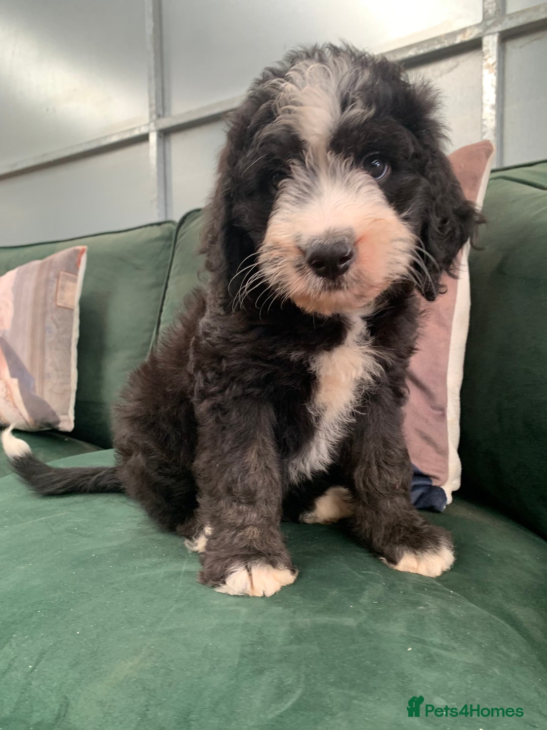 Bernedoodle dogs for sale: Standard Bernedoodle Girls Available  - Image 17