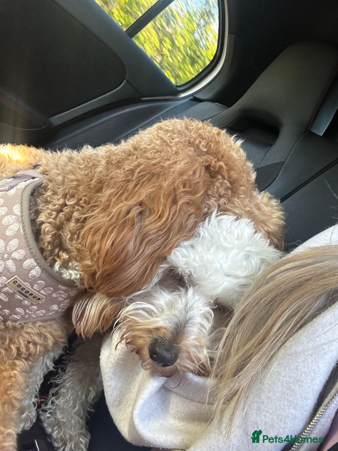 Australian Labradoodle dogs for sale: Daisy and Lilly  - Image 6