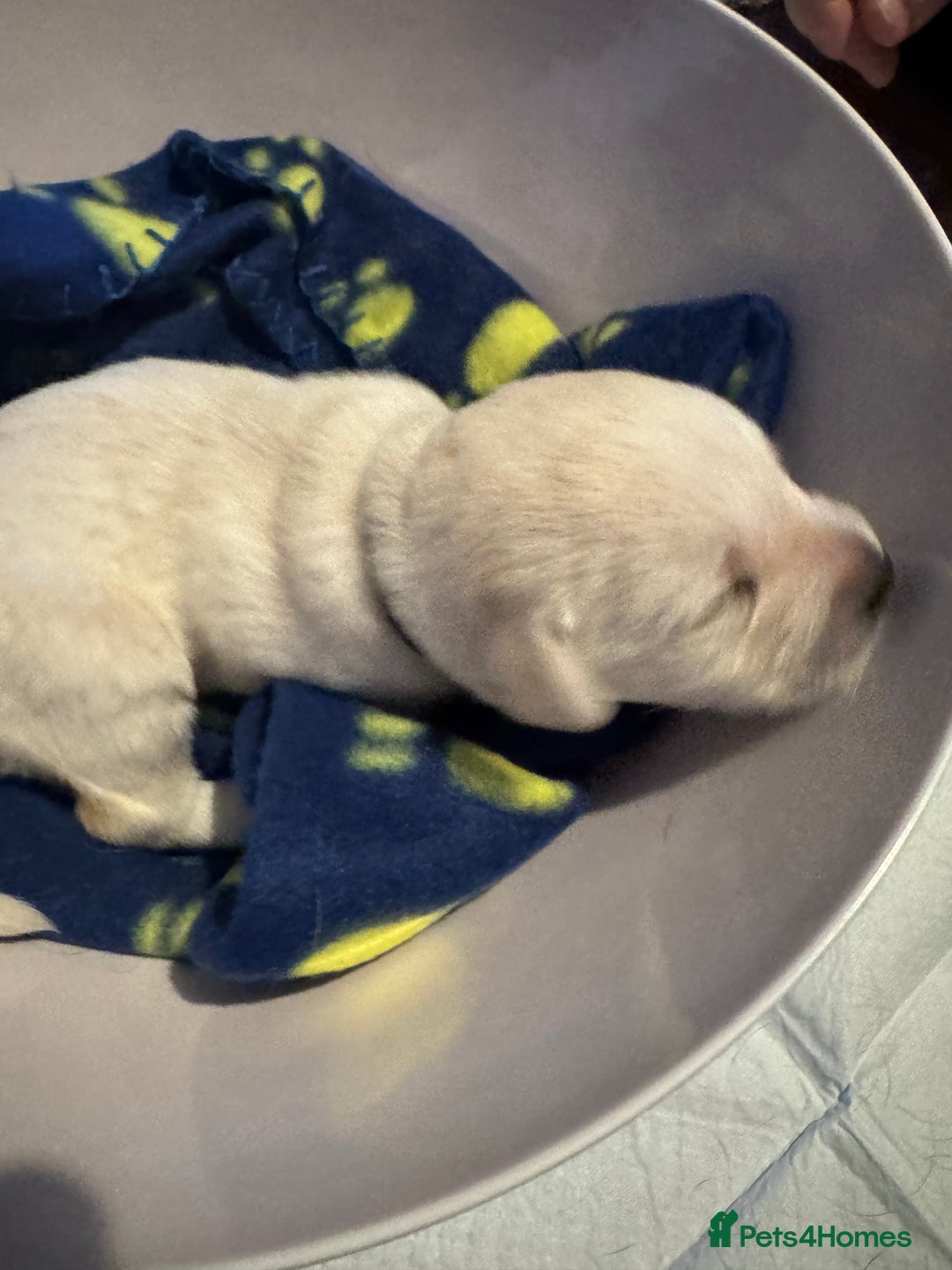 Labrador Retriever dogs for sale: 6 Sweet Labrador Puppies  - Advert 2