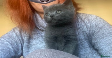 British Shorthair cats - Advert 6