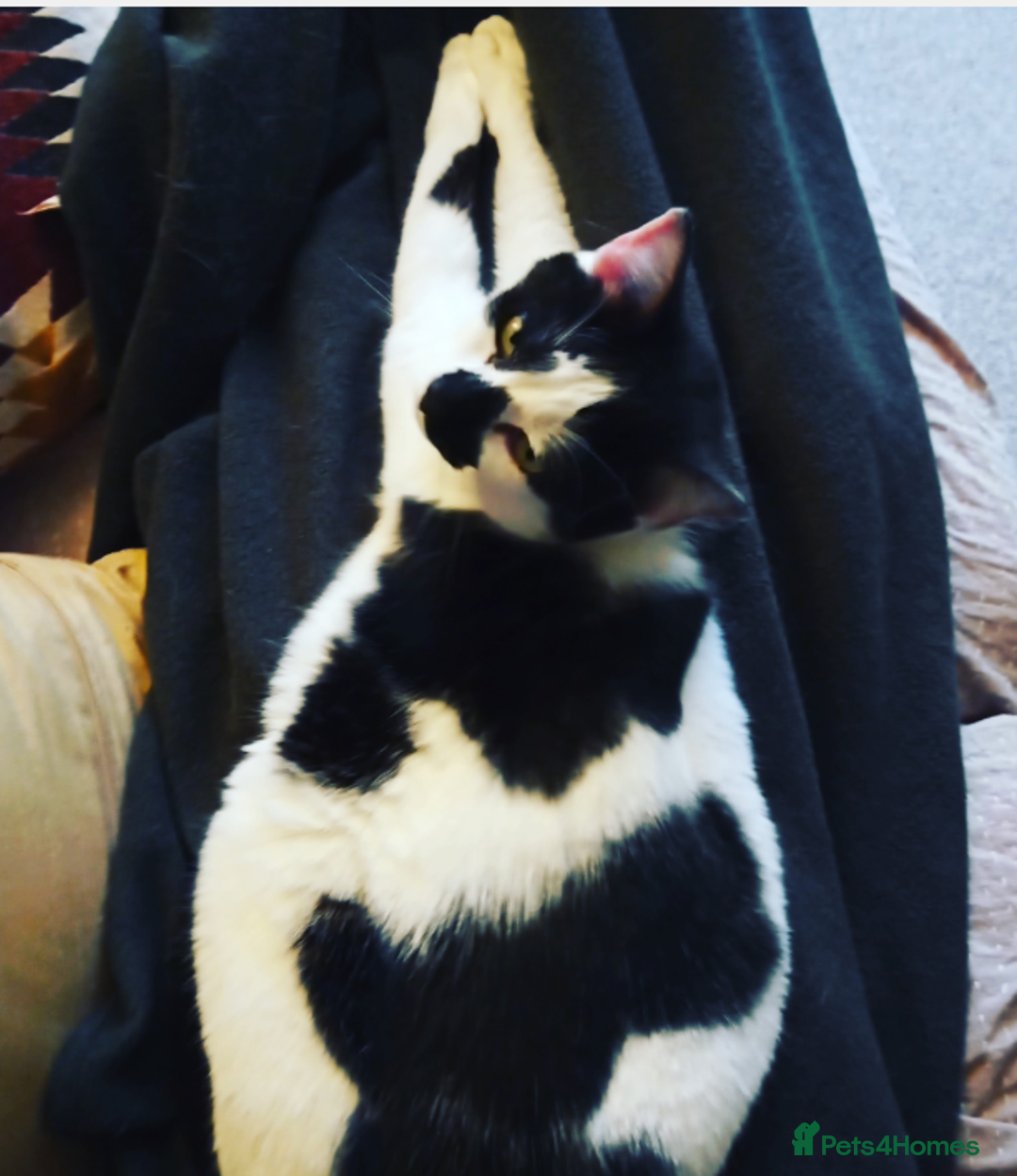 British Longhair cats for sale: Beautiful 5yo longhair looking for a calm home - Advert 4