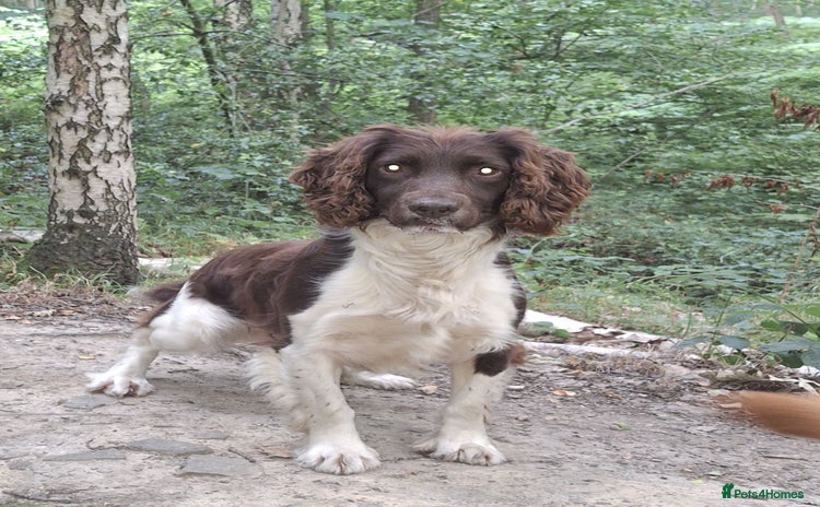 English Springer Spaniel dogs in Ossett - Advert 18