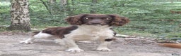 English Springer Spaniel dogs for stud: Salrowbra Gundogs at Stud in Ossett - Advert 1