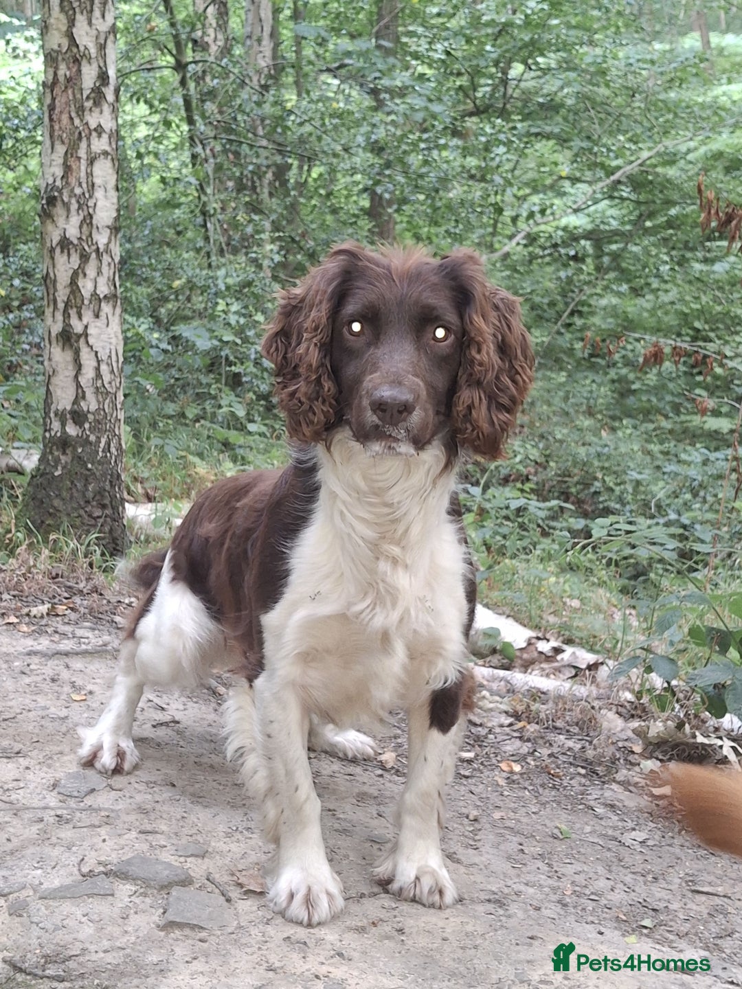 English Springer Spaniel dogs for stud: Salrowbra Gundogs at Stud in Ossett - Image 1