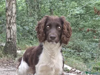 English Springer Spaniel dogs Salrowbra Gundogs at Stud in Ossett - Advert 6