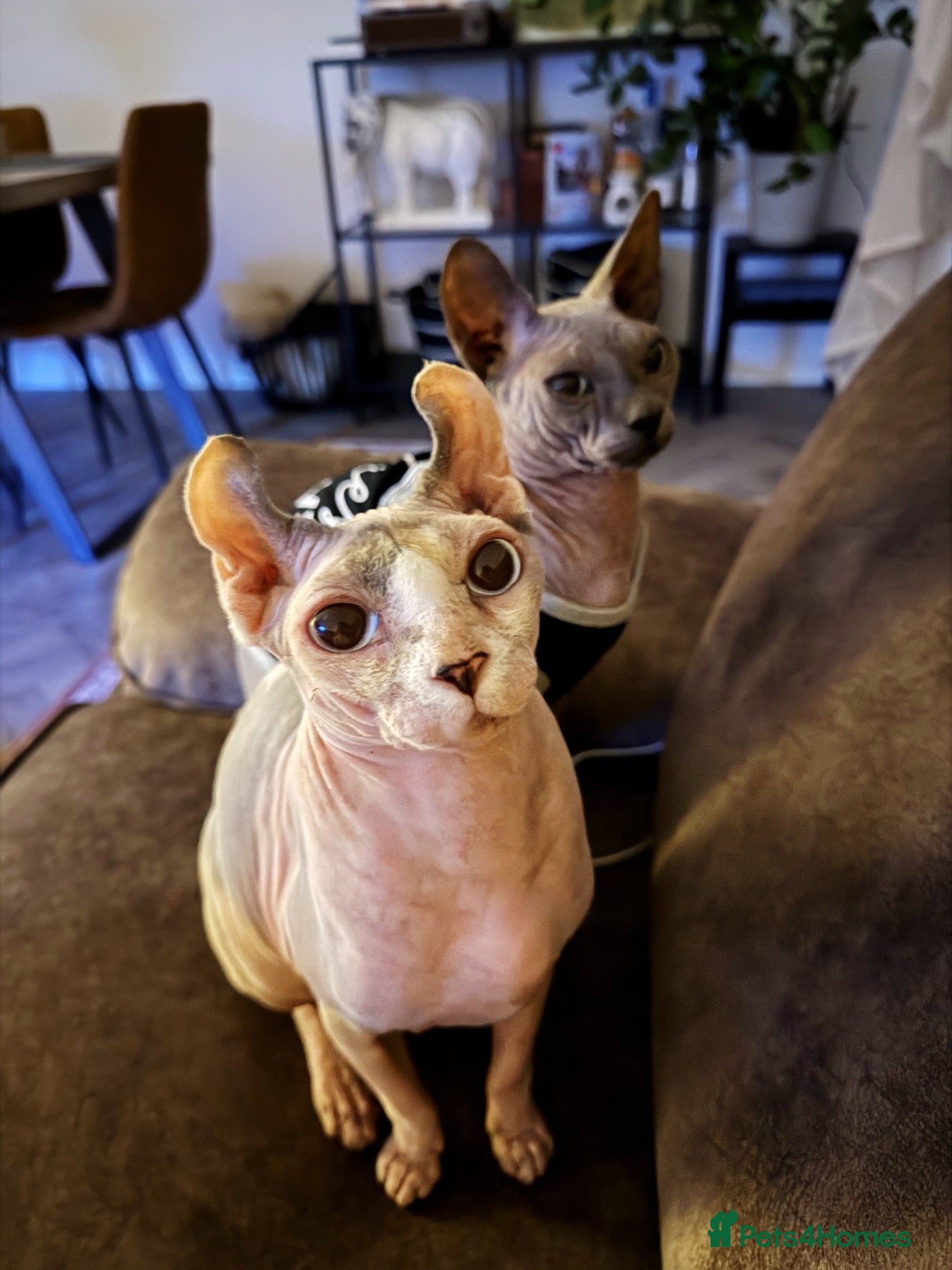 Sphynx cats TWO SPHYNX CATS LOOKING FOR A NEW HOME - Advert 1