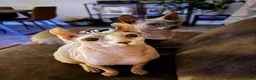 Sphynx cats for sale: TWO SPHYNX CATS LOOKING FOR A NEW HOME - Advert 1