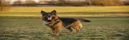 German Shepherd dogs for stud: Long haired german shepherd for stud - Advert 21