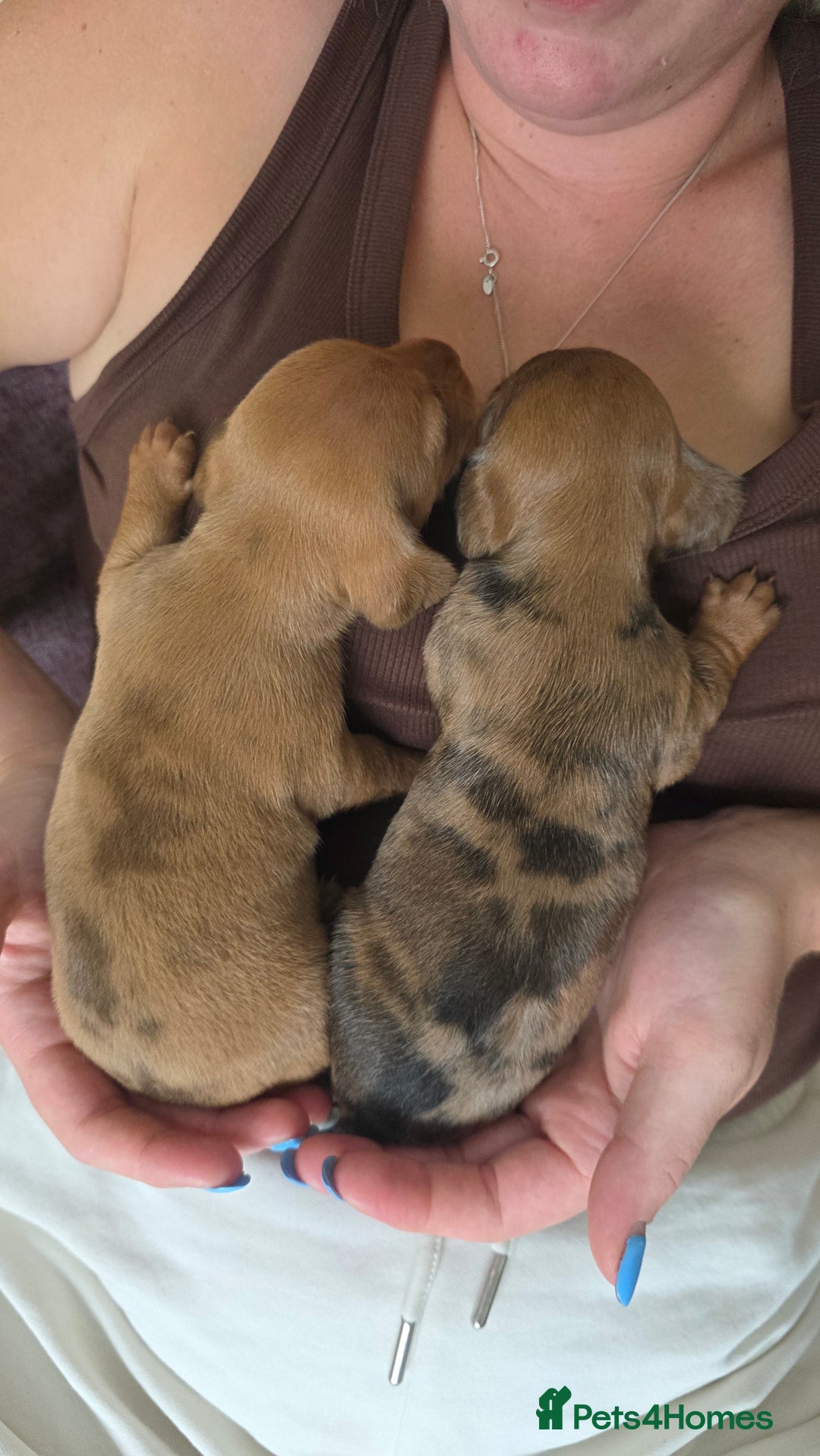 Dachshund dogs for sale: Dachshund tweenies for sale - Image 13