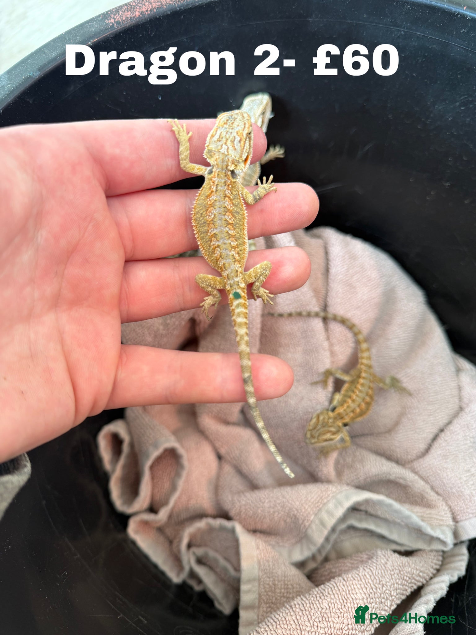 Bearded Dragon reptiles Trans Hypo Bearded Dragons READY NOW REDUCEX - Advert 2