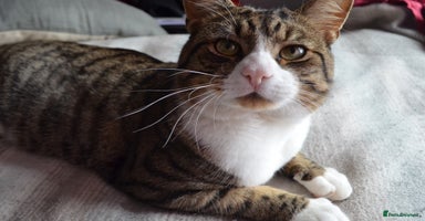 Mixed Breed cats - Advert 6