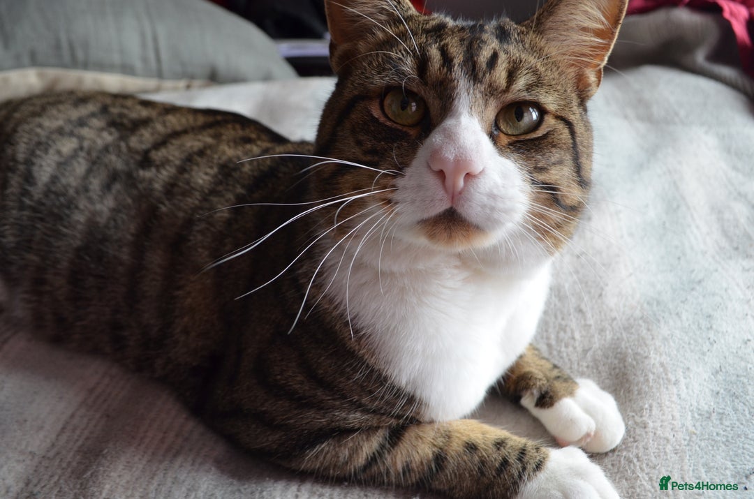 Mixed Breed cats for sale: a male cat  - Image 2