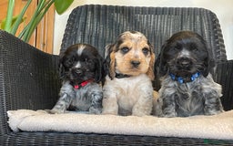 Cocker Spaniel dogs for sale: KC registered Show Type Cocker Spaniel Pups - Image 14