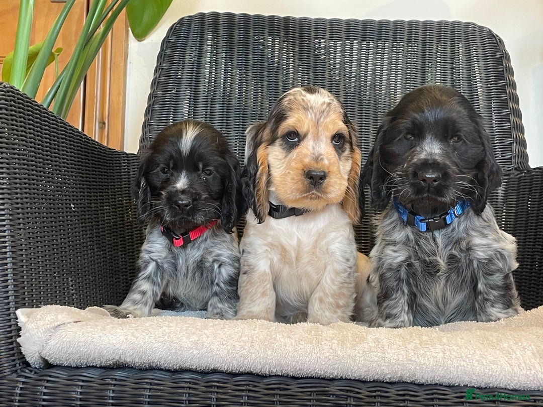 Cocker Spaniel dogs for sale: KC registered Show Type Cocker Spaniel Pups - Image 14