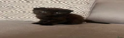 Scottish Fold cats for sale: Scottish and british kittens - Advert 14