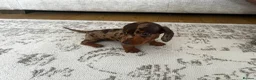Miniature Dachshund dogs for sale: Miniature smooth haired Dachshund  in Tredegar - Advert 5