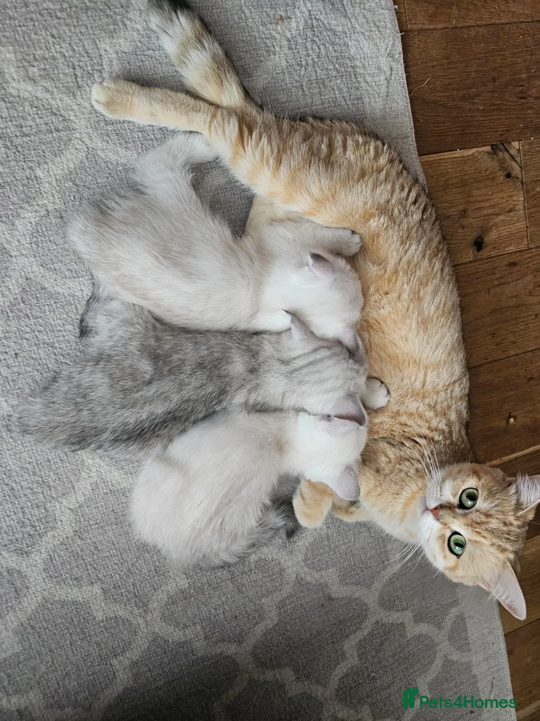 Scottish Fold cats for sale: Scottish Fold Pedigree Male kitten in Horsham - Advert 7