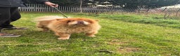 Chow Chow dogs for sale: CHUNKY FEMALE CHOW KARMA - Advert 4