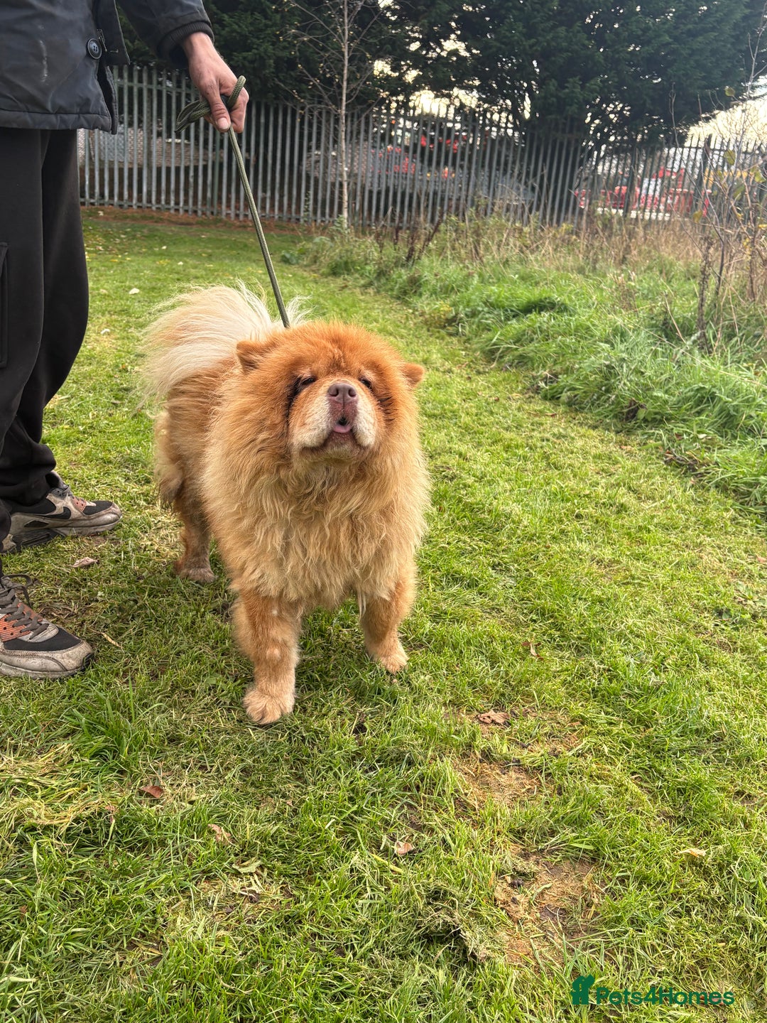 Chow Chow dogs for sale: CHUNKY FEMALE CHOW KARMA - Advert 4